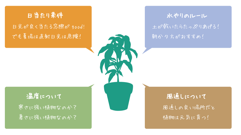 図2 一般的な観葉植物の育て方